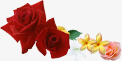 红色玫瑰花朵创意美景素材