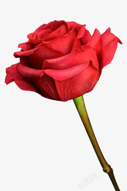 植物红色卡通单只玫瑰花素材