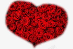 美丽的红色玫瑰爱心背景素材