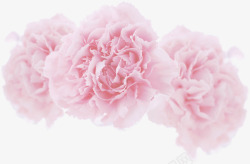 粉色母亲节花朵康乃馨素材