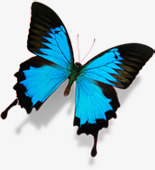 蓝色蝴蝶手绘美景风光素材