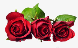 红色玫瑰花三朵玫瑰花素材