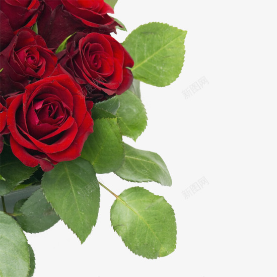 红玫瑰png免抠素材_88icon https://88icon.com 手绘鲜花 植物 红色玫瑰花 红色的花 花儿 鲜花