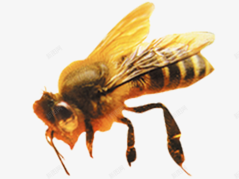 采蜜的小蜜蜂片png免抠素材_88icon https://88icon.com 动物 小蜜蜂 蜜蜂 黄色
