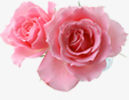 粉色鲜花玫瑰花朵表白情人节素材