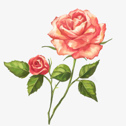 手绘红色玫瑰花朵和绿叶植物素材