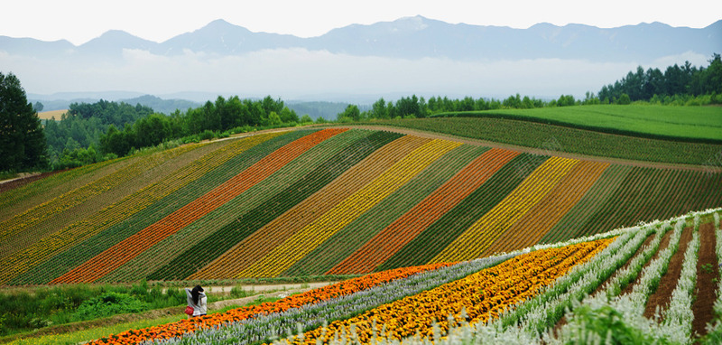 美瑛花海png免抠素材_88icon https://88icon.com 世界各地 世界风景 北海道 名胜古迹 外国风景 摄影图片 旅游摄影 旅游风光 美瑛花海 花圃 高清图片