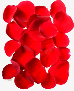植物红色玫瑰花瓣素材