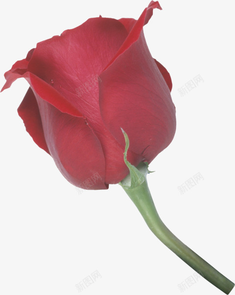 红色带刺的玫瑰清晰玫瑰png免抠素材_88icon https://88icon.com 带刺 清晰 玫瑰 红色