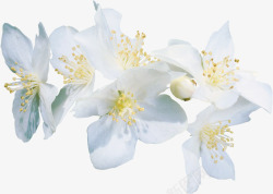 韩国花边白色花朵高清图片