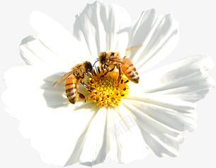 白色花朵蜜蜂采蜜png免抠素材_88icon https://88icon.com 白色 花朵 蜜蜂