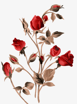 红色玫瑰花丛手绘素材