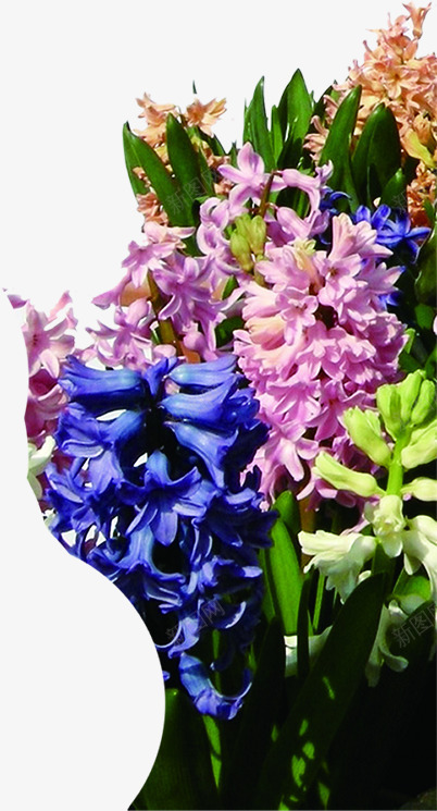 粉色小花植物装饰摆件png免抠素材_88icon https://88icon.com 摆件 植物 粉色 装饰