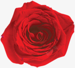 情人节大红色玫瑰花素材