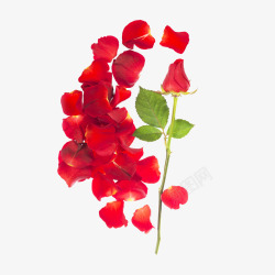 红色唯美玫瑰花瓣元素素材