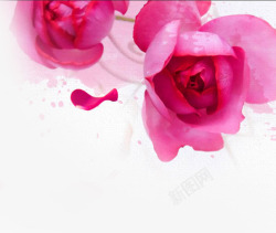 粉色绽放玫瑰花瓣素材