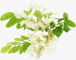 白色唯美花朵植物美景风光素材