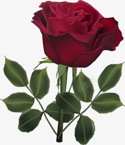 深红色玫瑰花素材