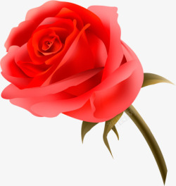 红色热情玫瑰花植物素材