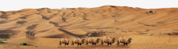 沙沙骆驼队沙沙漠高清图片