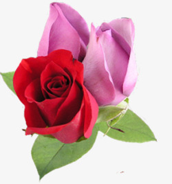 红粉色玫瑰花朵素材
