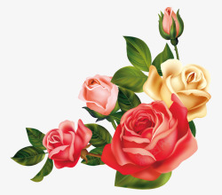 艳丽的玫瑰花玫瑰高清图片