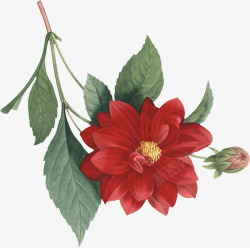 手绘红色花瓣玫瑰花苞植物素材