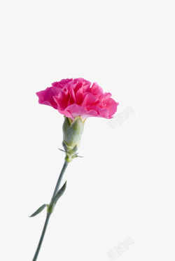 一朵康乃馨微距特写粉色康乃馨高清图片