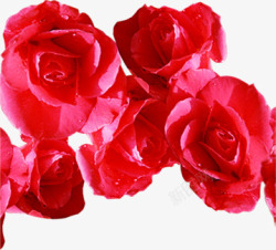 红色玫瑰花海报素材