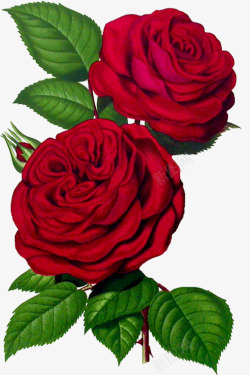 红色热情玫瑰花朵素材
