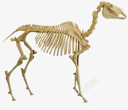 动物骨骼素材