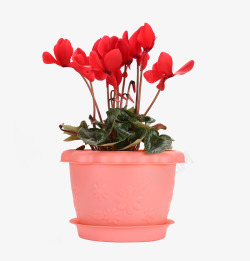 彩色塑料花盆种植花素材