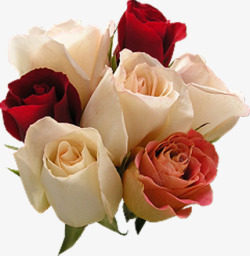 清新红白色玫瑰花朵装饰素材