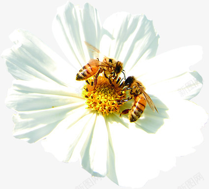 白色花朵植物蜜蜂png免抠素材_88icon https://88icon.com 植物 白色 花朵 蜜蜂