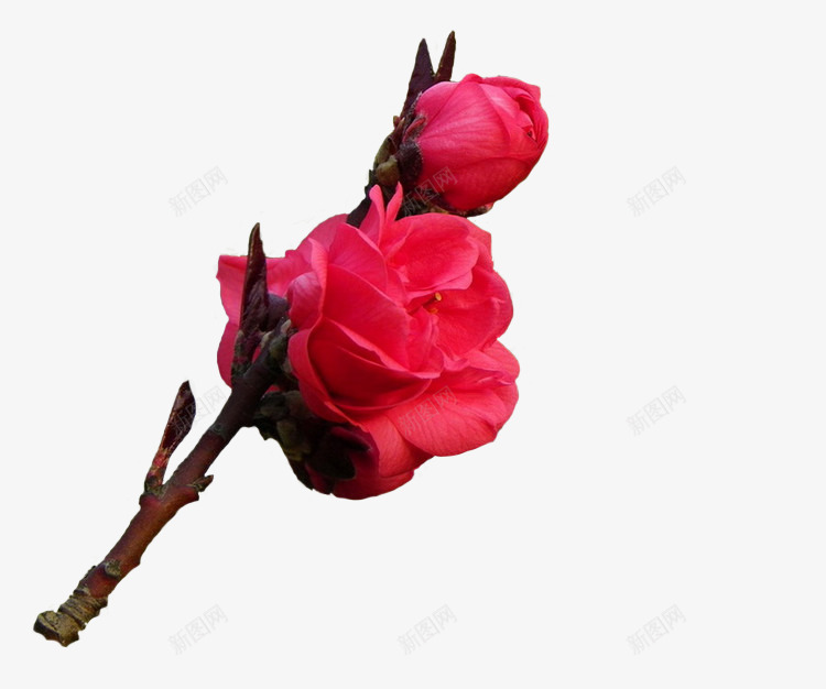 红色花朵玫瑰花装饰png免抠素材_88icon https://88icon.com 玫瑰花 红色 花朵 装饰
