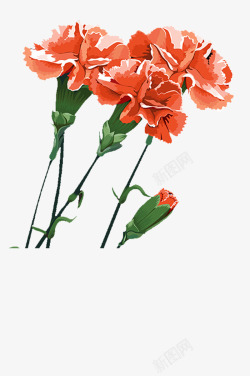 手绘水彩花卉母亲节红色康乃馨素材