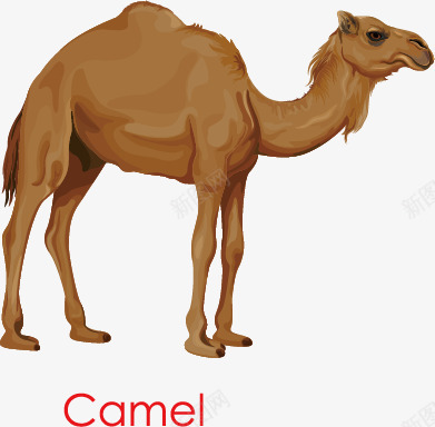 骆驼沙漠png免抠素材_88icon https://88icon.com 动物 沙漠 驼峰 骆驼