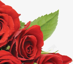 红色热情玫瑰装饰素材