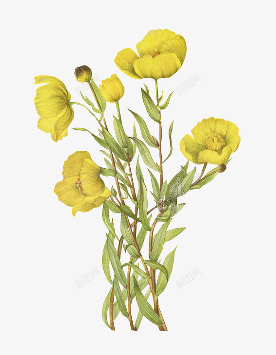 绿色植物花卉png免抠素材_88icon https://88icon.com 室内盆景 小清新植物 花卉