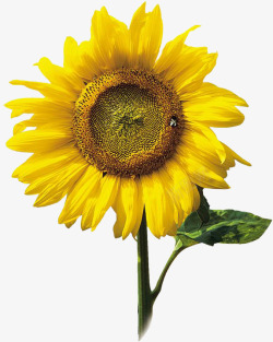 黄色向日葵希望蜜蜂素材