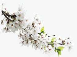 白色绽放花朵植物素材