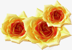 三朵红间黄色玫瑰花素材