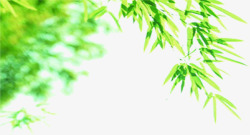绿色植物样式宣传彩页素材