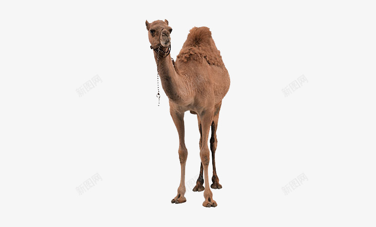 沙漠骆驼png免抠素材_88icon https://88icon.com 动物 沙漠 骆驼