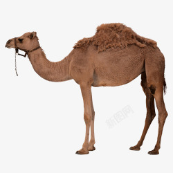 沙漠之舟骆驼高清图片