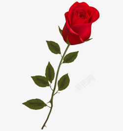 手绘红色玫瑰花图素材