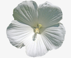 绽放的白色花朵素材