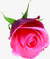粉玫瑰绽放花朵素材