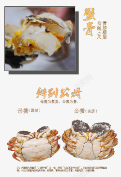 蟹黄螃蟹详图素材