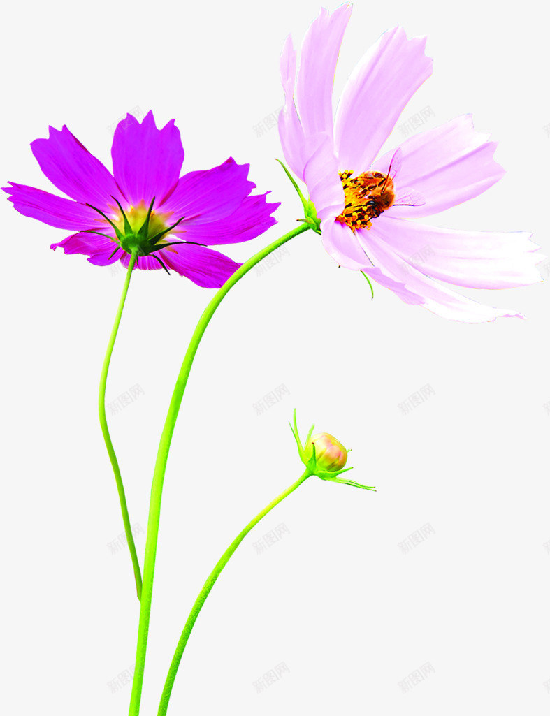 紫色田园花朵蜜蜂采蜜png免抠素材_88icon https://88icon.com 田园 紫色 花朵 蜜蜂